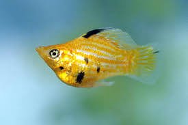 Molly (Poecilia latipinna Poecilia sphenops