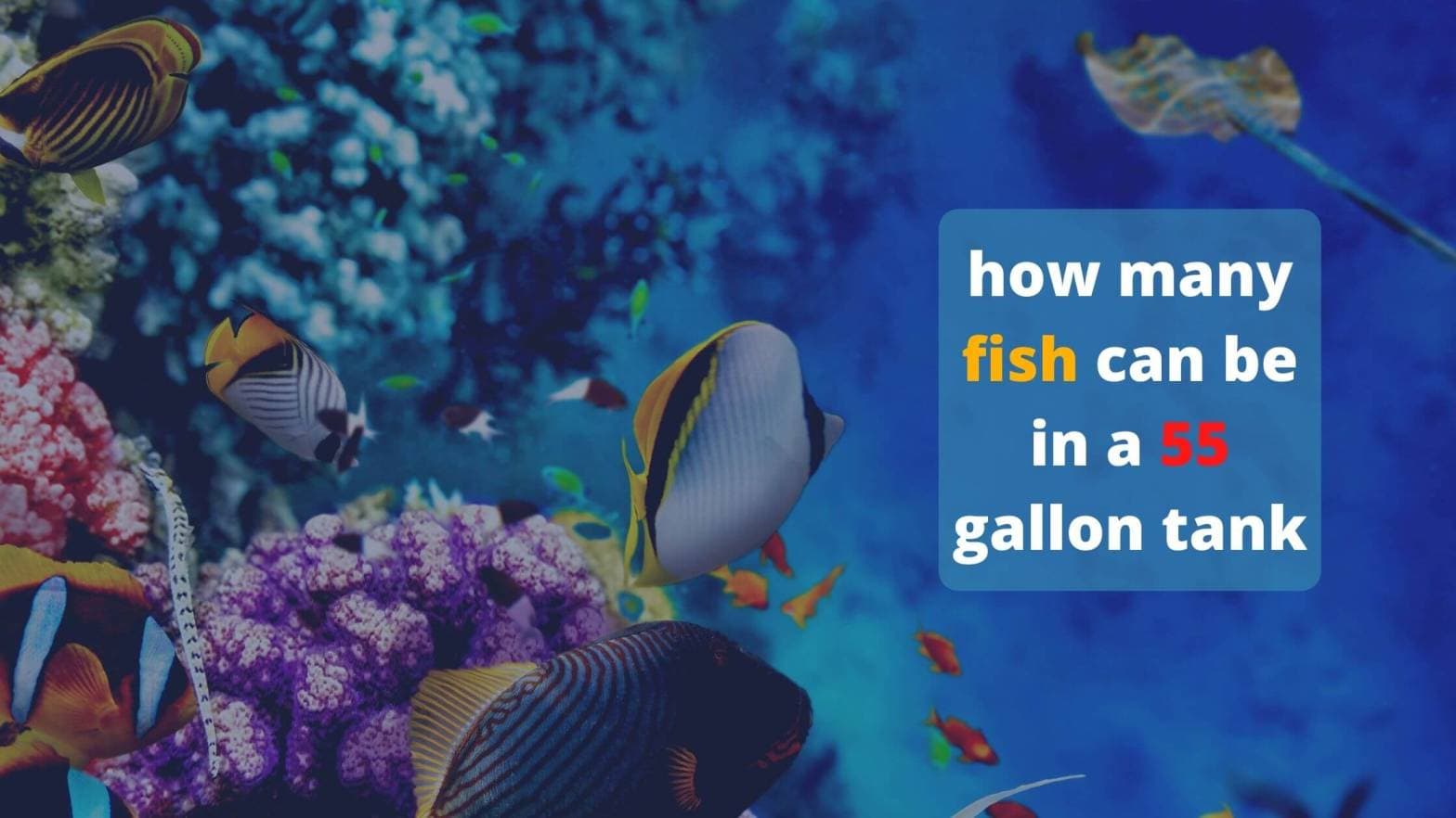 how many fish in a 55 gallon saltwater tank