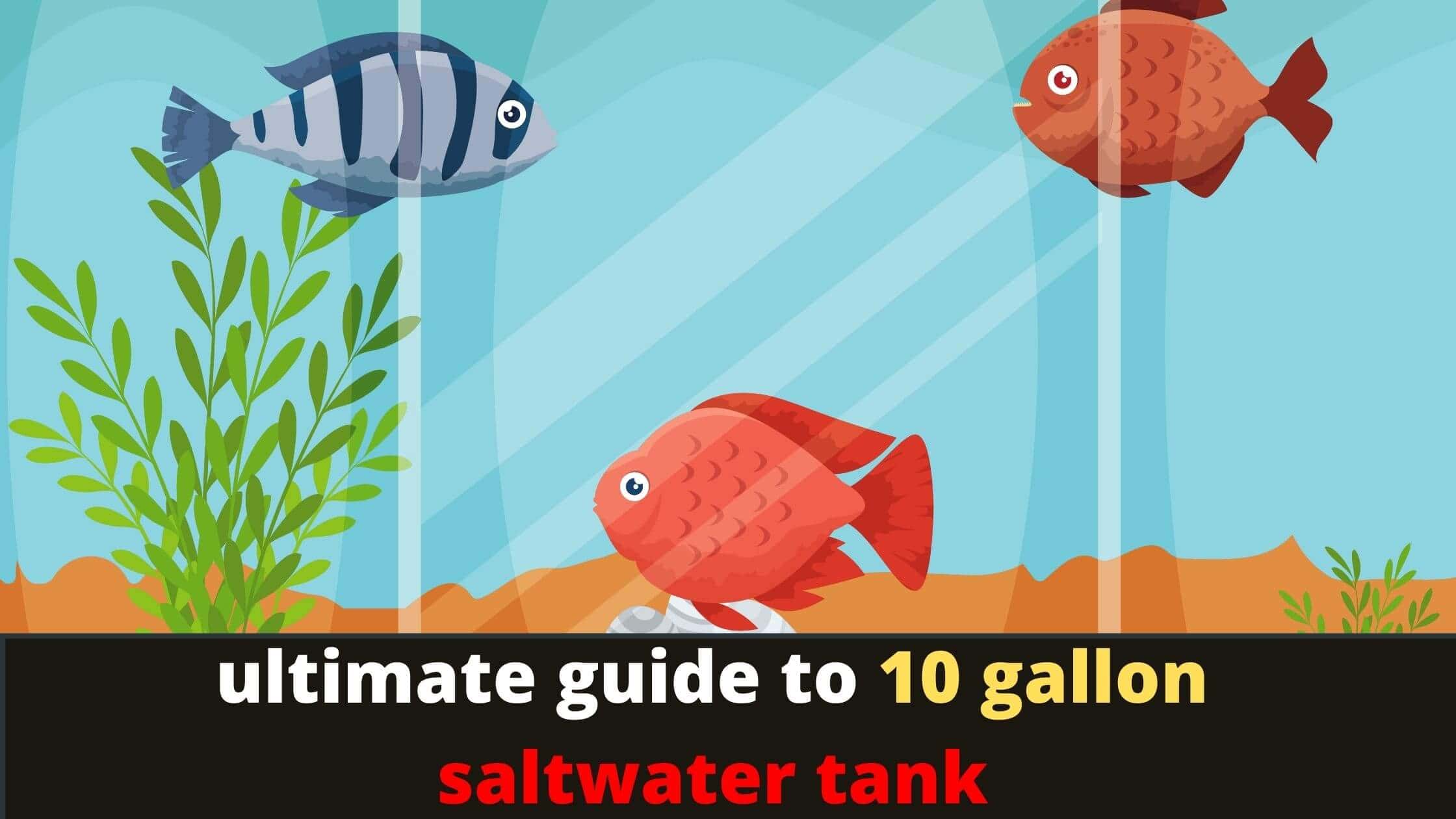 10 gallon saltwater tank