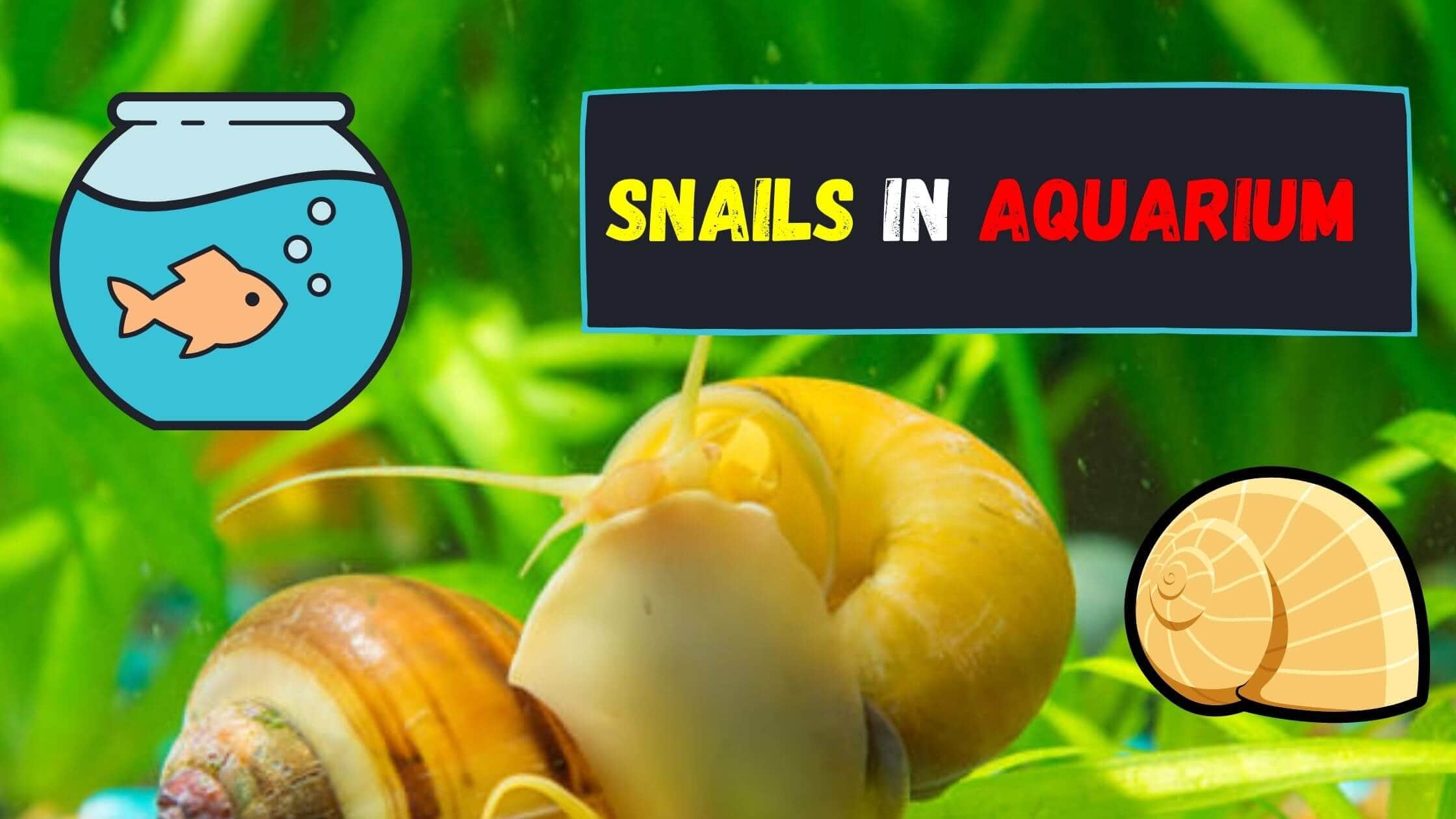 how to get rid of snails in aquarium
