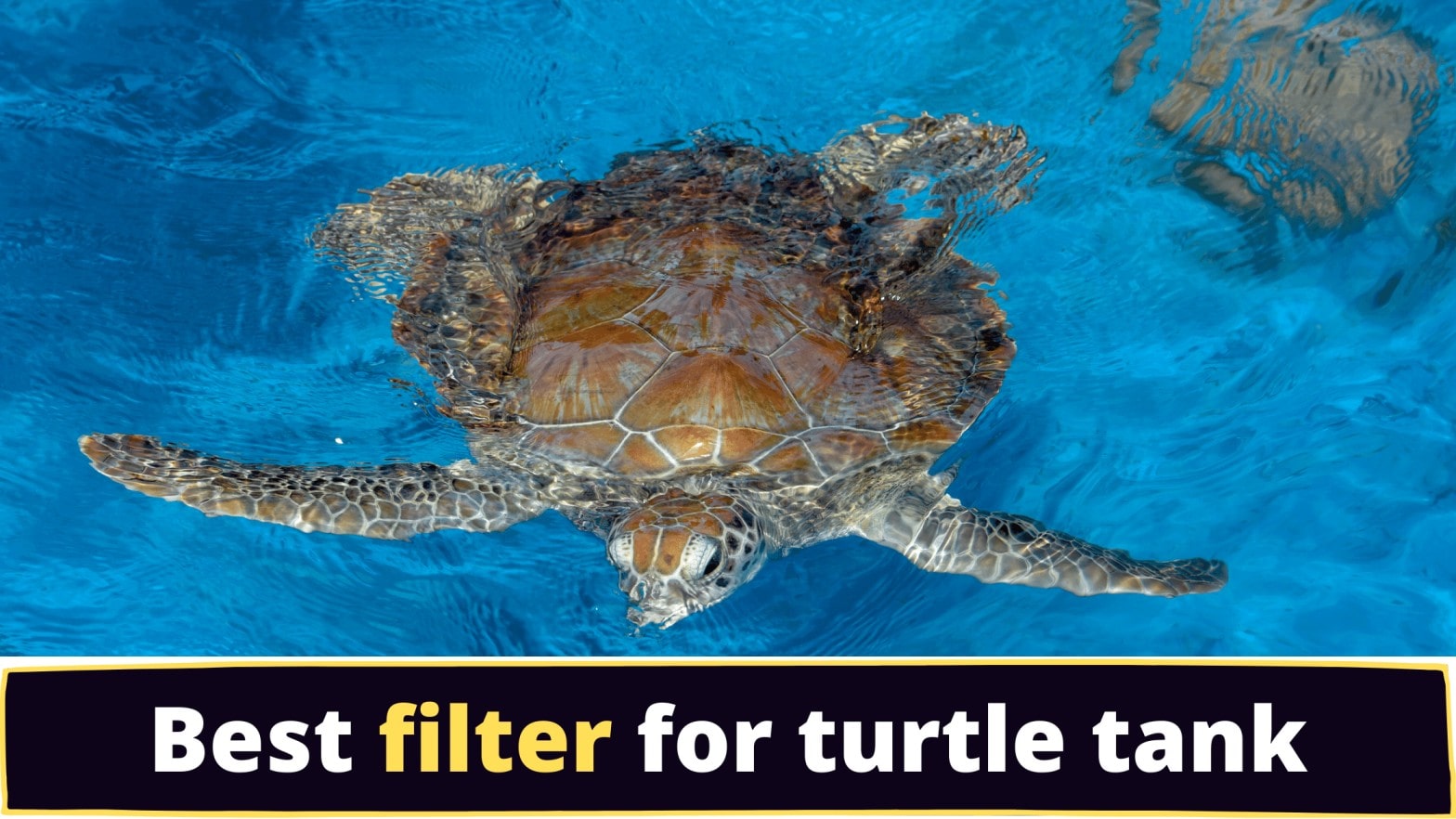 Different types of turtle tank filters