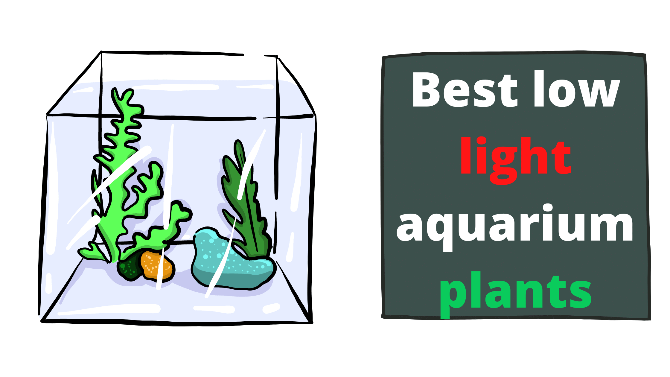 Best low light aquarium plants