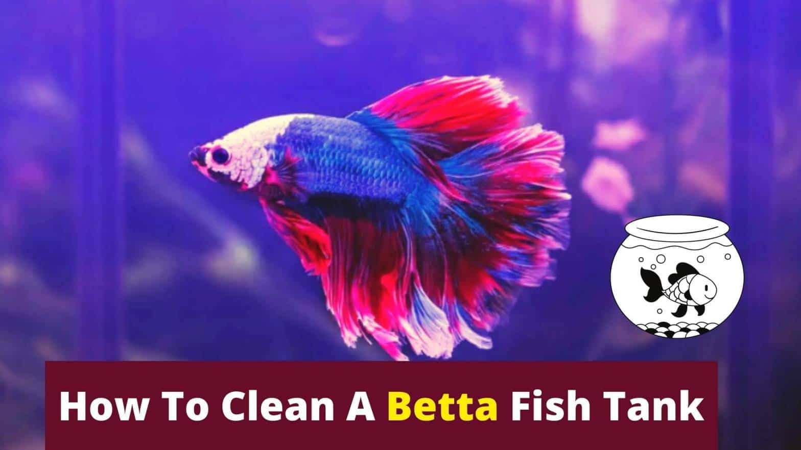 How To Clean A Betta Fish Tank