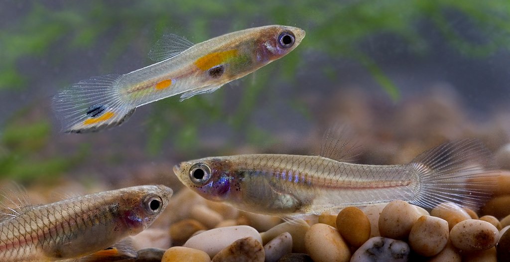temperature for fish tank guppies