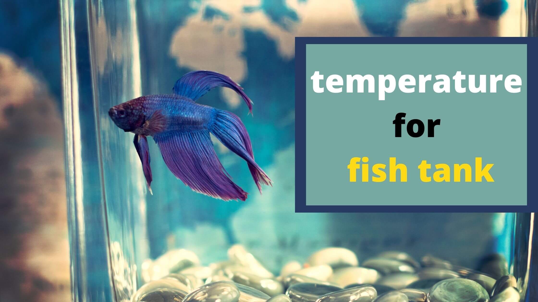 What is the best temperature for a fish tank?