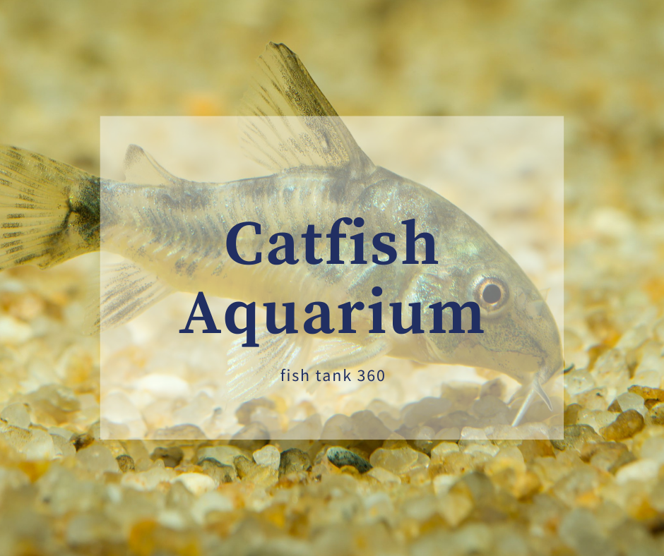 catfish aquarium