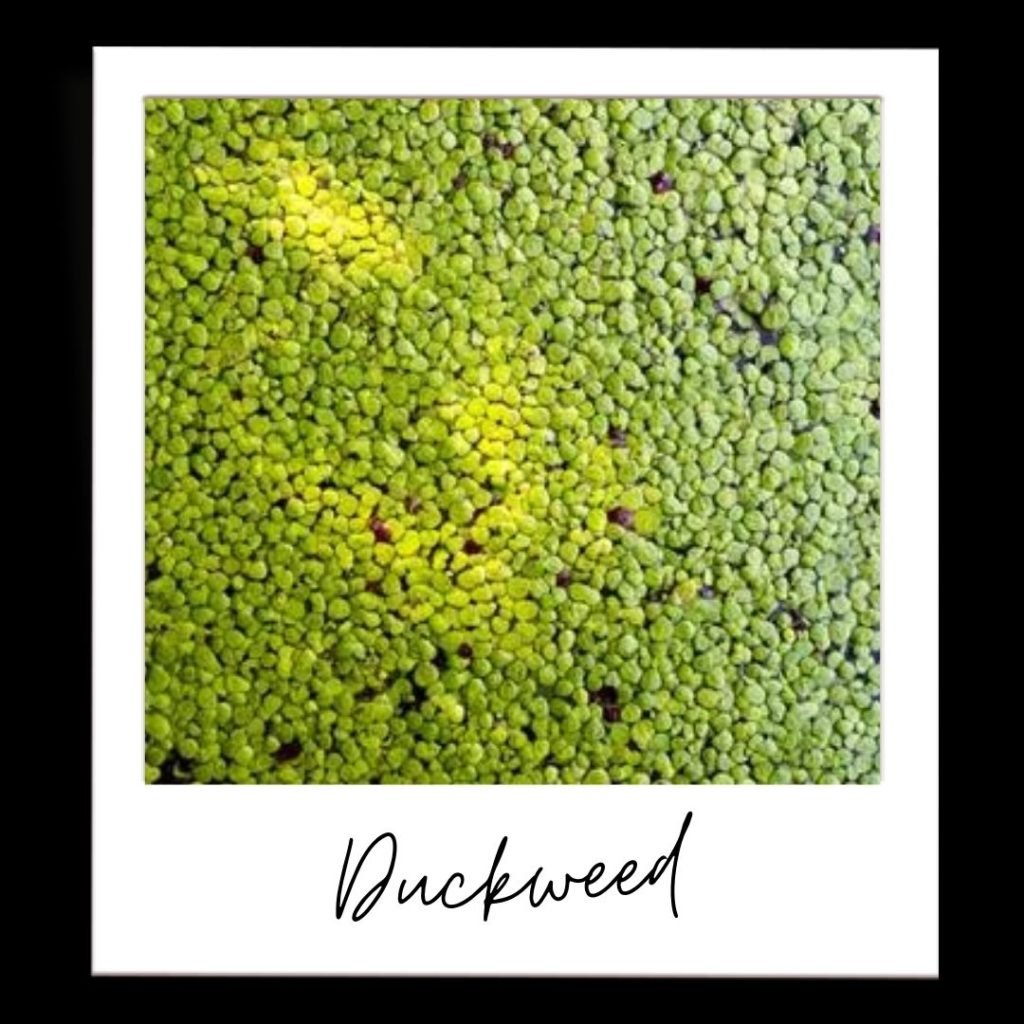 Duckweed