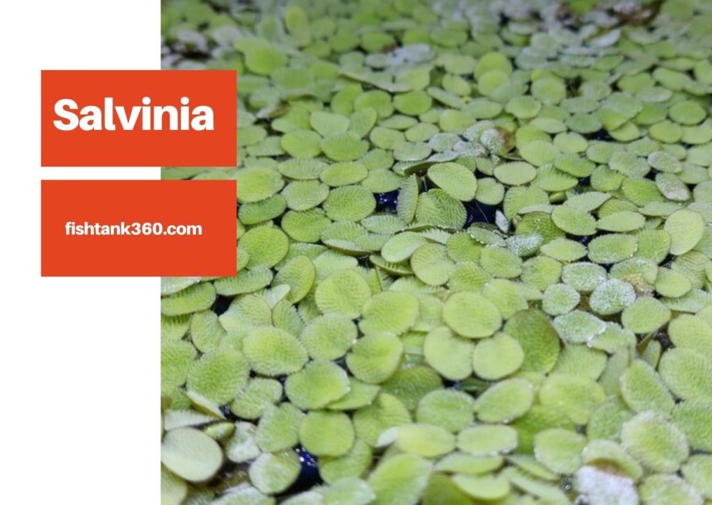 Salvinia