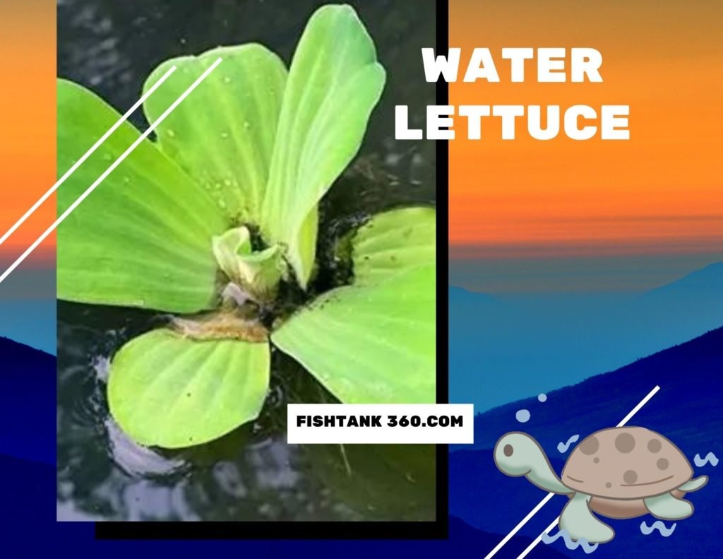 Water Lettuce