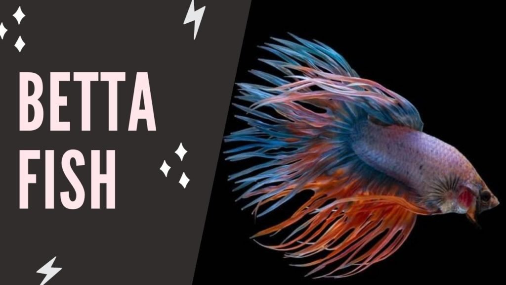Betta Fish