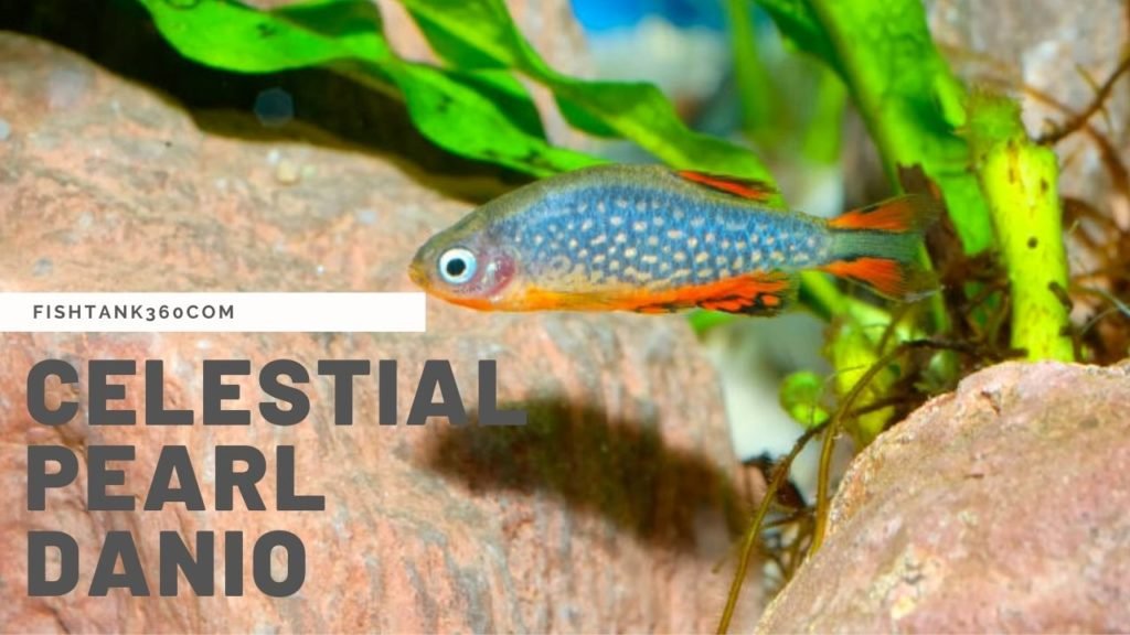Celestial Pearl Danio