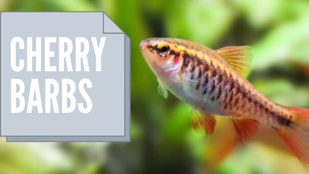 Cherry barbs